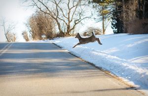 Does Car Insurance Cover Hitting an Animal?